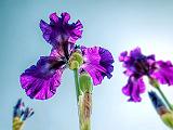 Irises Bottom View_DSCF03251